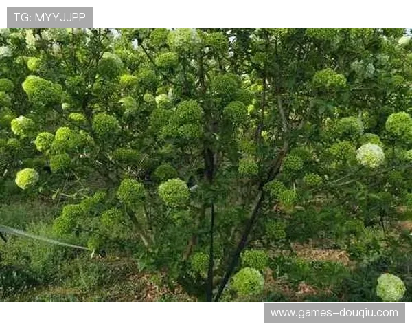 斗球直播电脑版下载安装方法详解，确保每个步骤都清晰明了